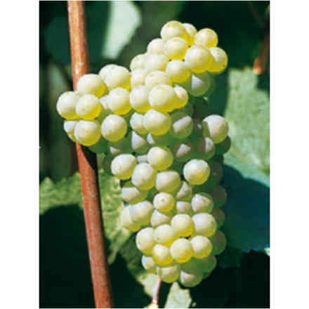 Plants de vigne Chardonnay (10 pièces)