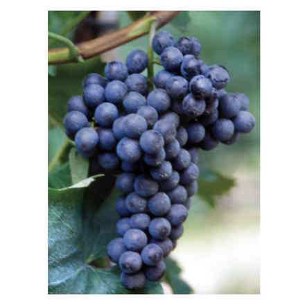 Plants de vigne Ciliegiolo (10 pièces)