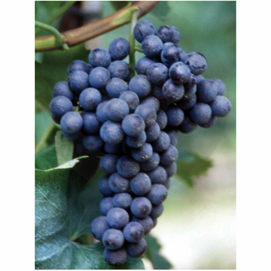 Plants de vigne Ciliegiolo (25 pièces) 