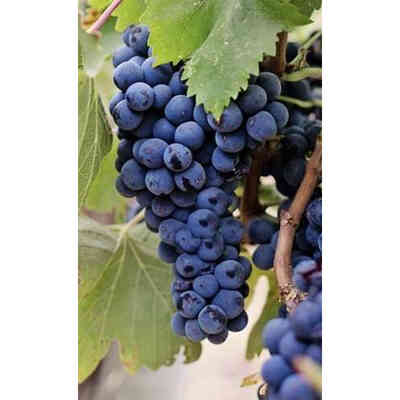 Plants de vigne Isabella Nera (25 pcs)