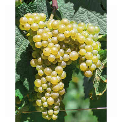 Plants de vigne Kersus (10 pcs)