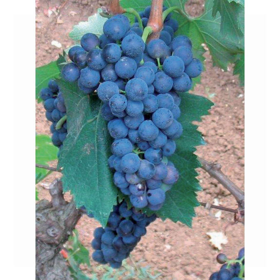 Plants de vigne Malvasia Nera (100 pièces)