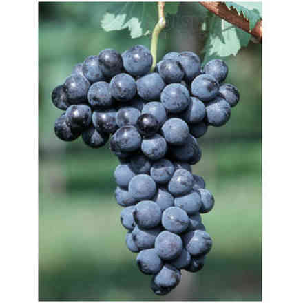 Plants de vigne Merlot (10 pièces)
