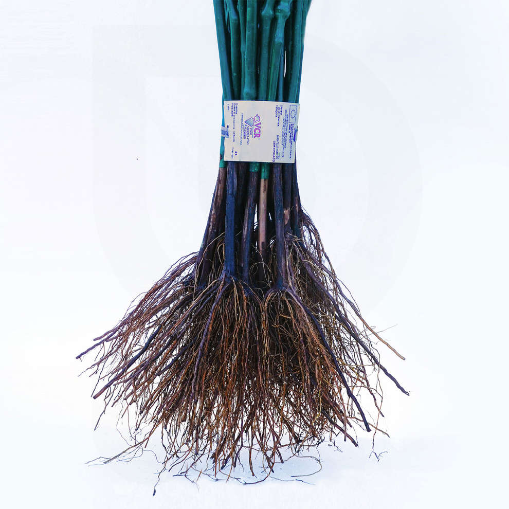 Plants de vigne Merlot Khorus (10 pièces)