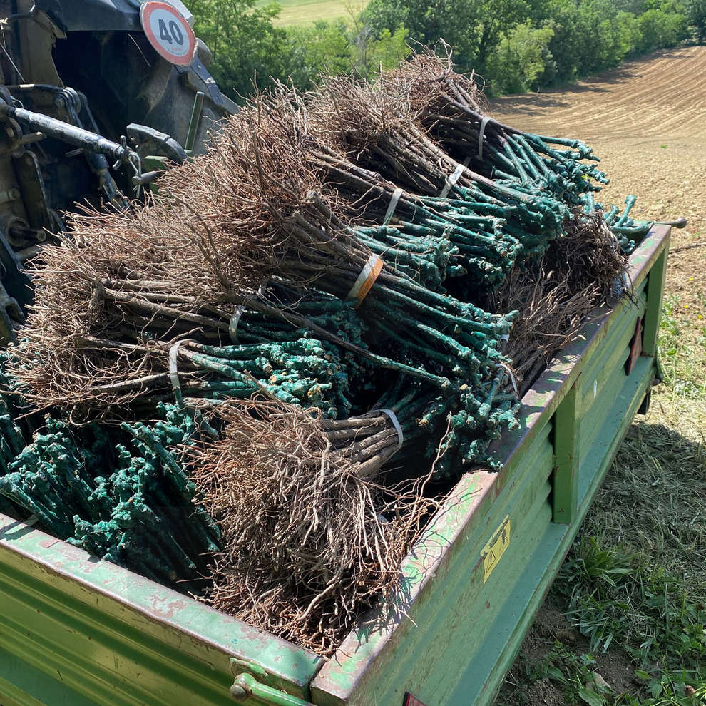 Plants de vigne Merlot Khorus (10 pièces)