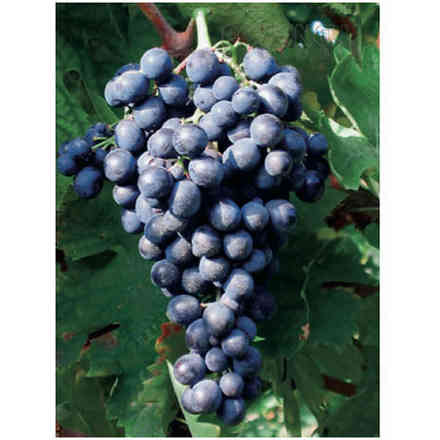 Plants de vigne Montepulciano (10 pièces)