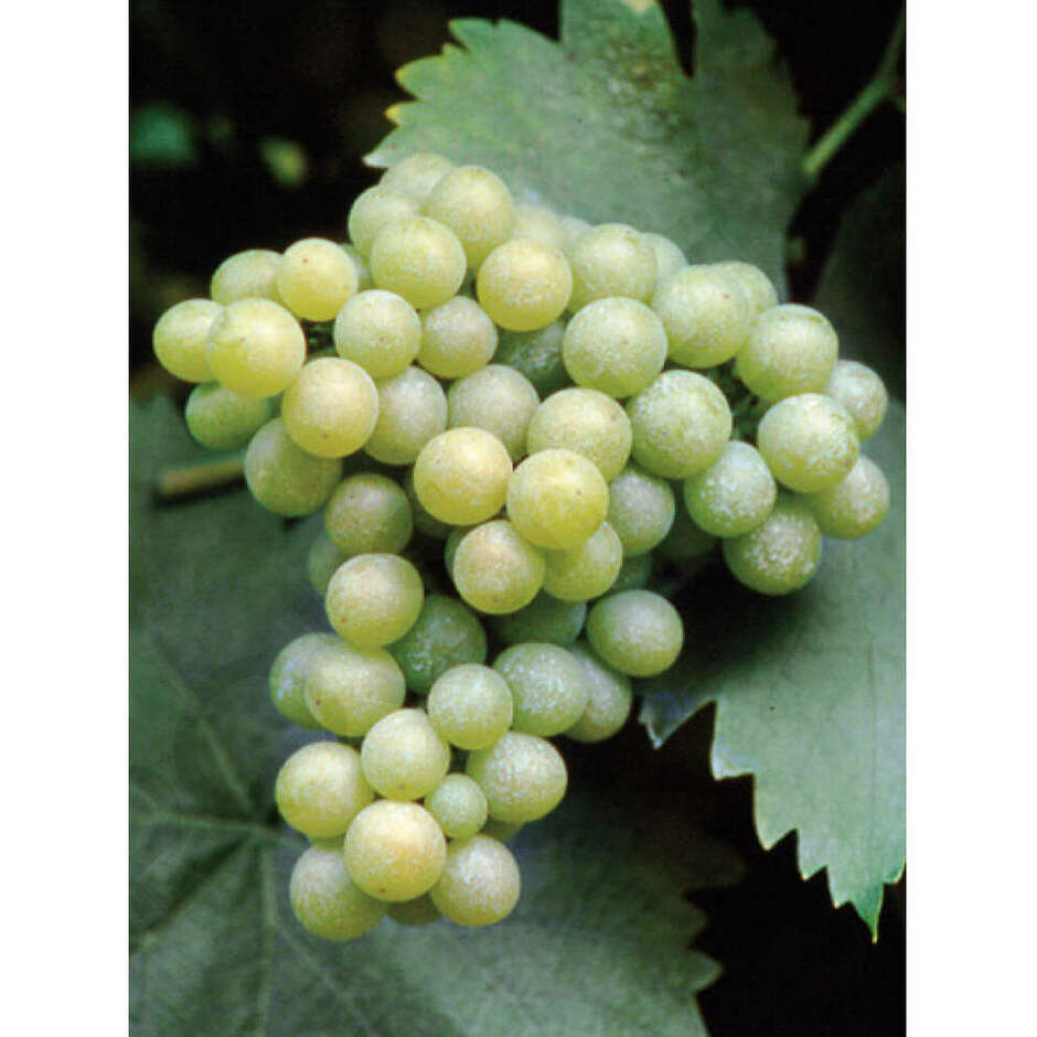 Plants de vigne Moscato di Terracina (25 pièces)