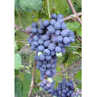 Plants de vigne Olivella Nera (10 pcs)