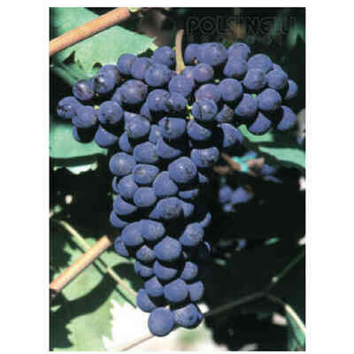 Plants de vigne Sangiovese (25 pièces) 