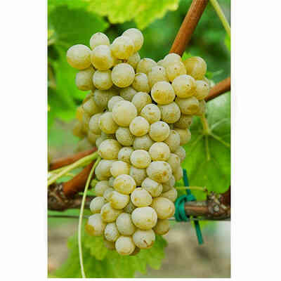 Plants de vigne Sauvignon Nepis (25 pièces) 