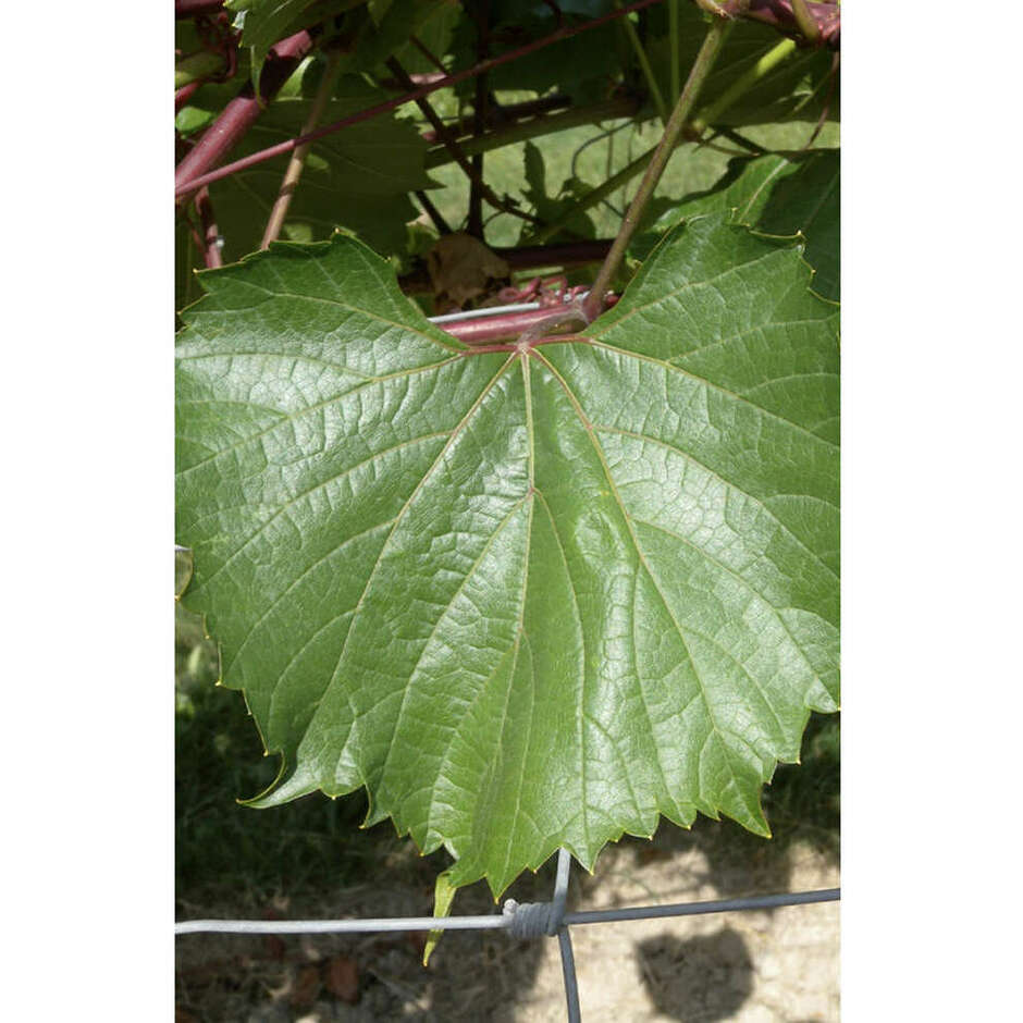 Plants de vigne  Selvatica (25 pcs)