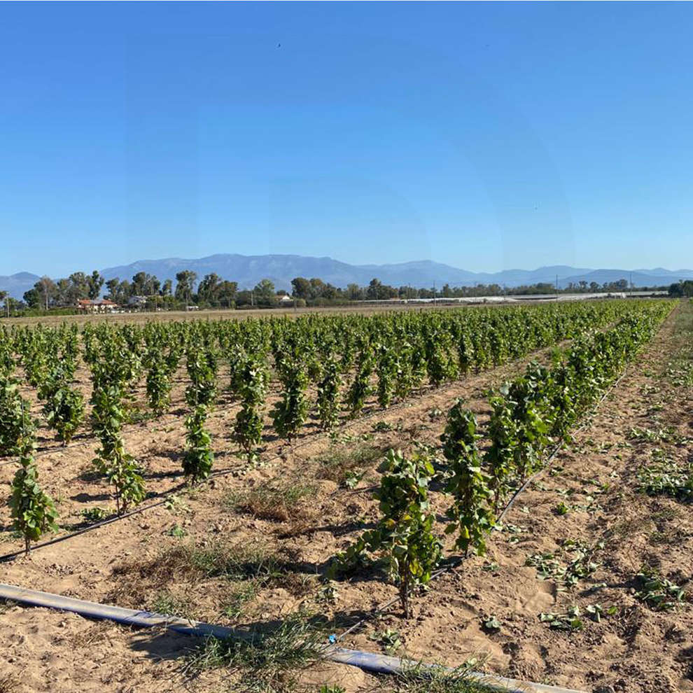 Plants de vigne Syrah (10 pièces)