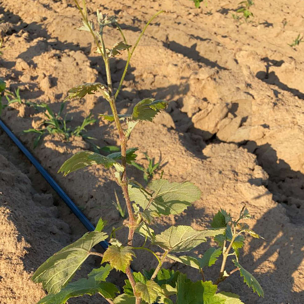 Plants de vigne Syrah (10 pièces)