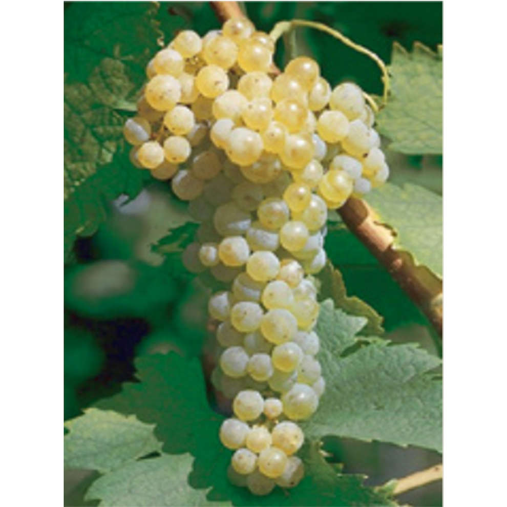Plants de vigne Trebbiano Toscano (10 pièces)