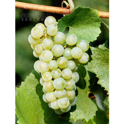  Plants de vigne Verdicchio (25 pièces) 