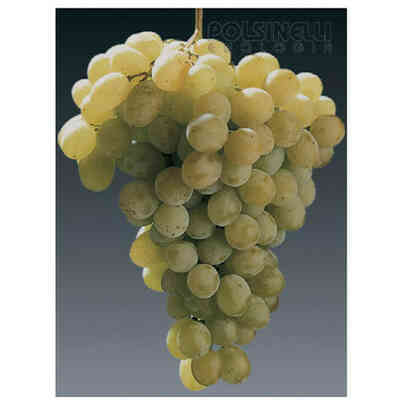 Regina grafted vines (25 pezzi)