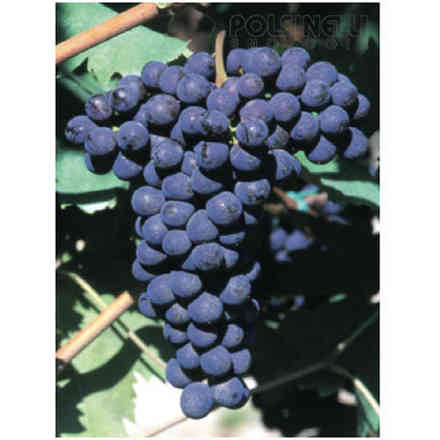 Sangiovese Stecklinge (10 stück)