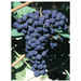 Sangiovese Stecklinge (25 stück) 