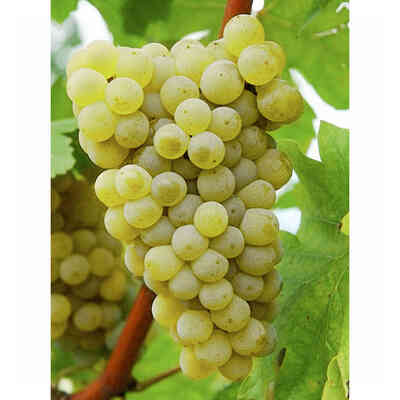 Sauvignon Rytos grafted vines (100 pieces)