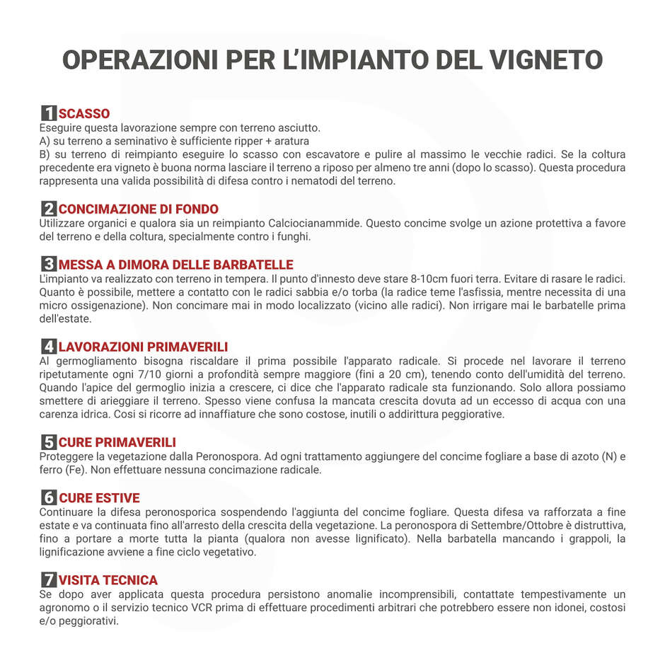 Sauvignon Rytos grafted vines (100 pieces)