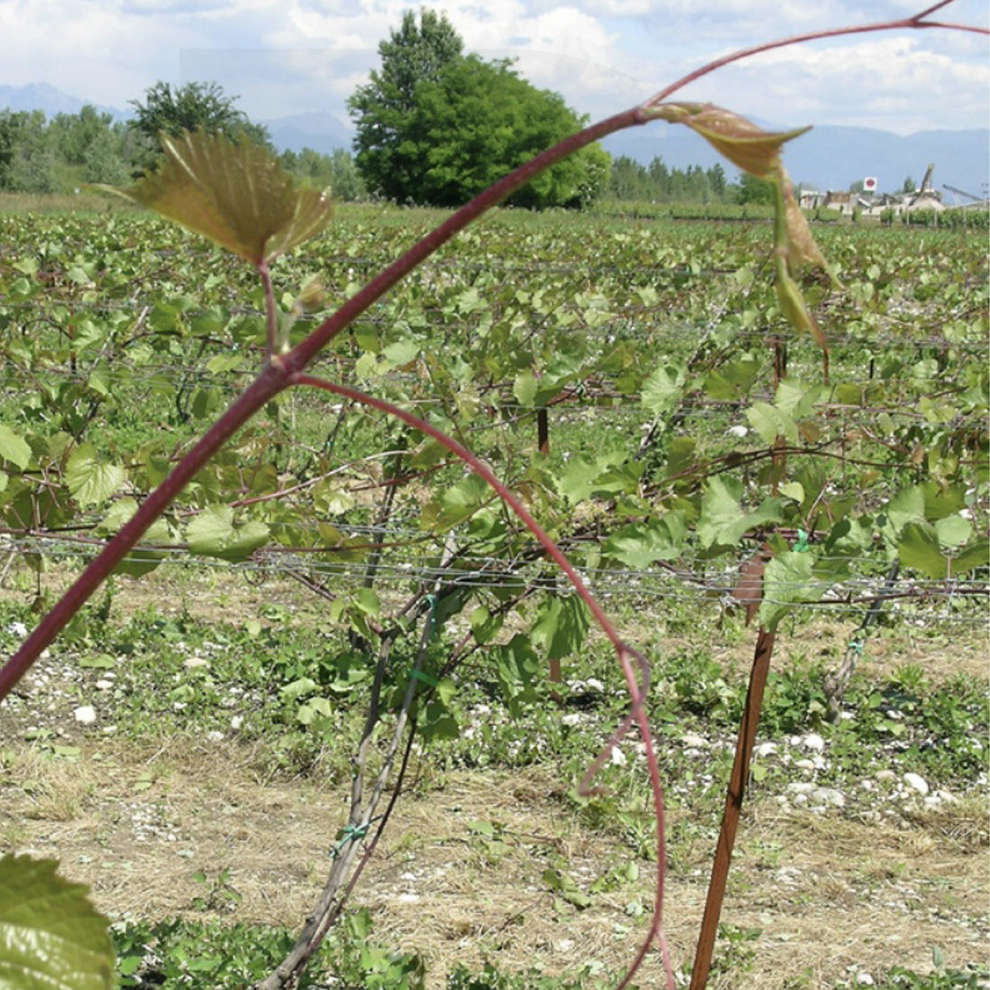 Selvatica (10 piezas)