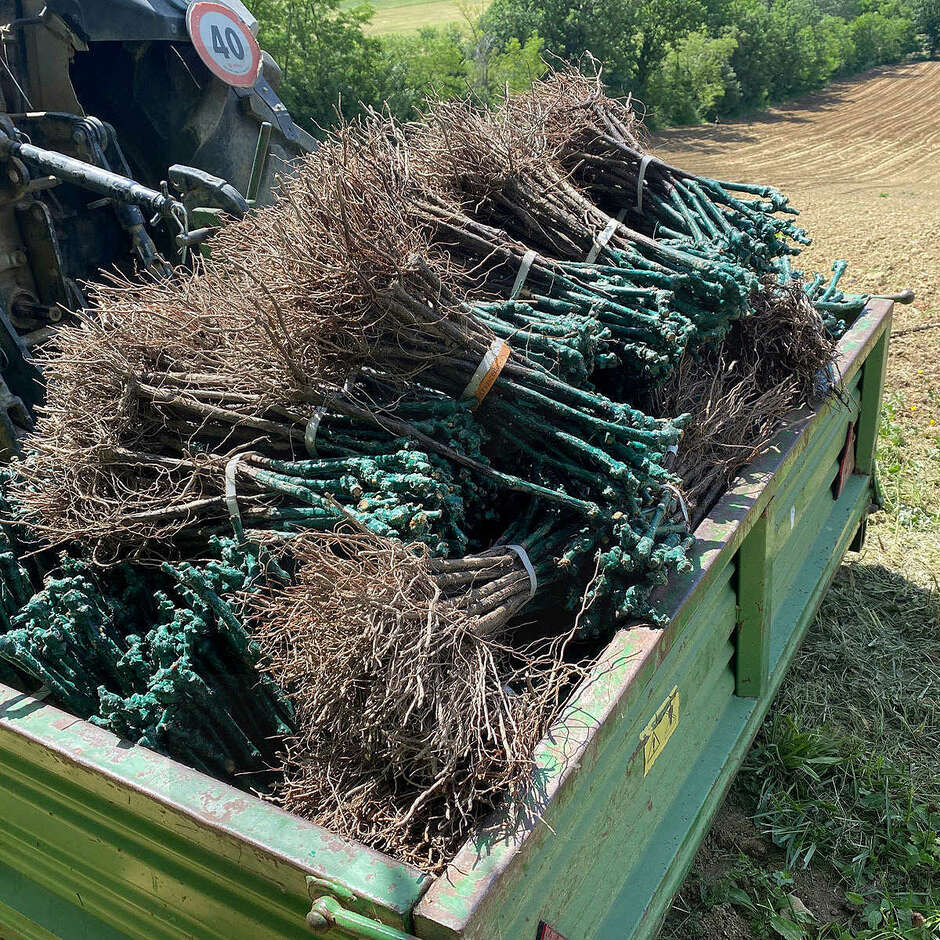 Selvatica grafted vines (25 pcs)