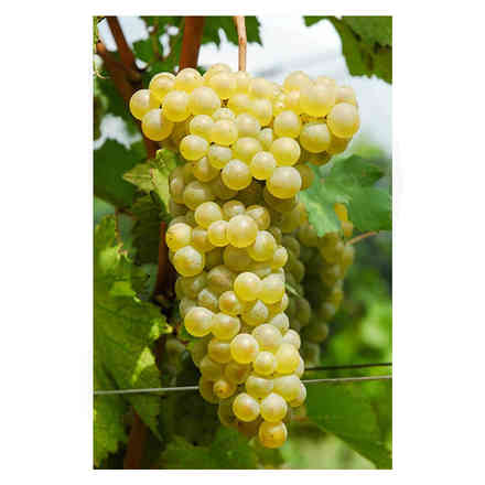 Soreli grafted vines (10 pieces)