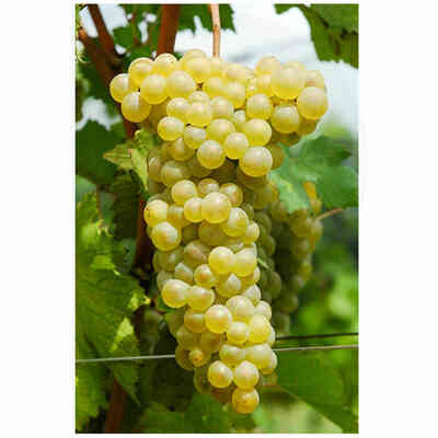 Soreli grafted vines (100 pieces)