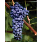 Syrah (10 piezas)