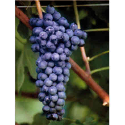 Syrah (10 piezas)