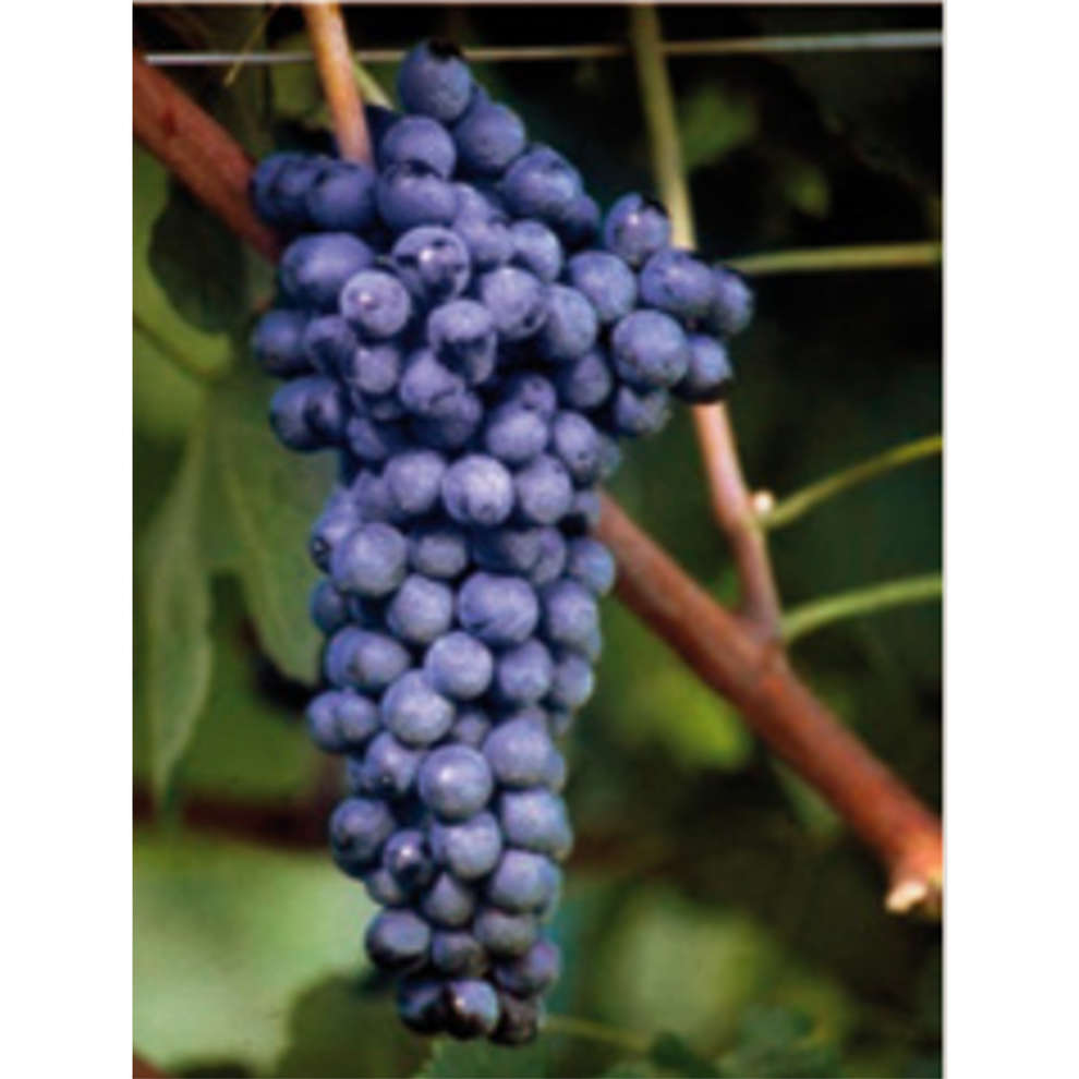 Syrah grafted vines (10 pieces)