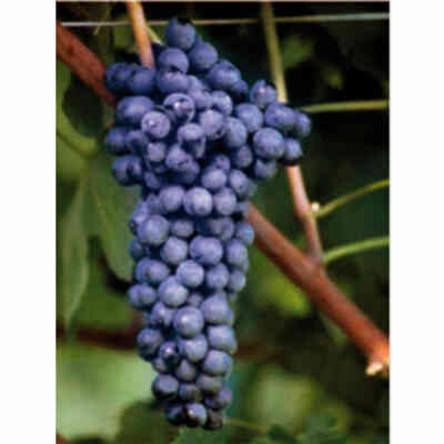 Syrah grafted vines (25 pieces) 