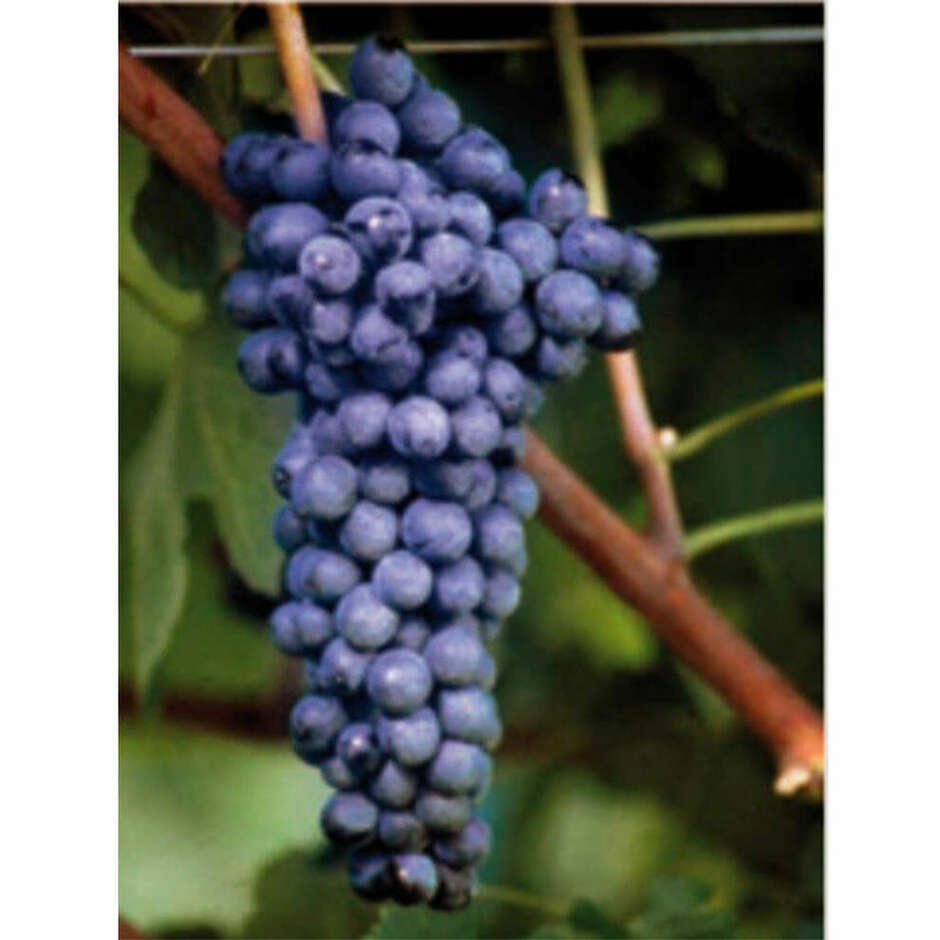Syrah Stecklinge (100 stück) 