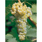 Trebbiano Toscano (10 piezas)