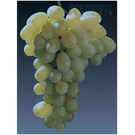 Victoria grafted vines (10 pieces)