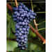 Побеги винограда сорта Сира (25 штук) 